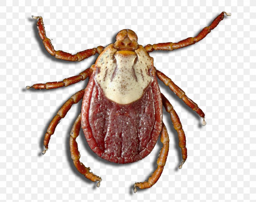 Tick Dungeness Crab Arthropod Mite Parasitism, PNG, 958x756px, Tick, Acari, Arachnid, Arthropod, Crab Download Free