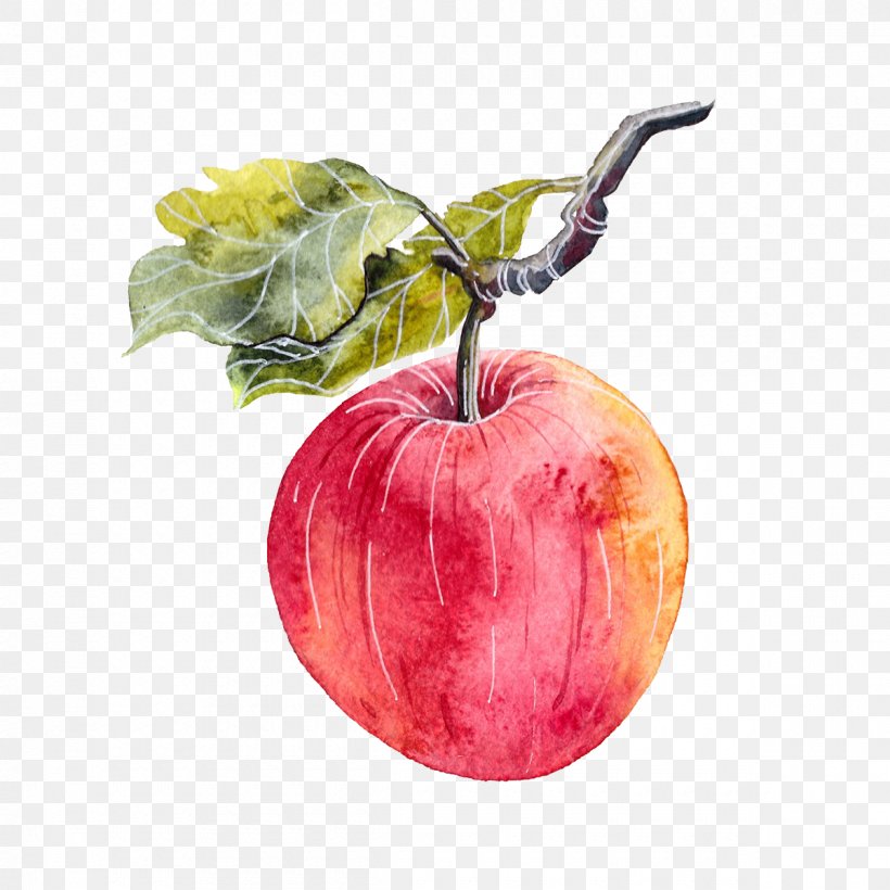 Apple Watercolor Painting Illustrator, PNG, 1200x1200px, Apple, Auglis, Food, Fruit, Illustrator Download Free