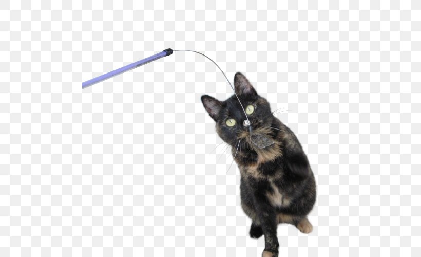 Black Cat Kitten Cat Toys Domestic Short-haired Cat, PNG, 500x500px, Cat, American Wirehair, Asian, Black Cat, Bombay Download Free