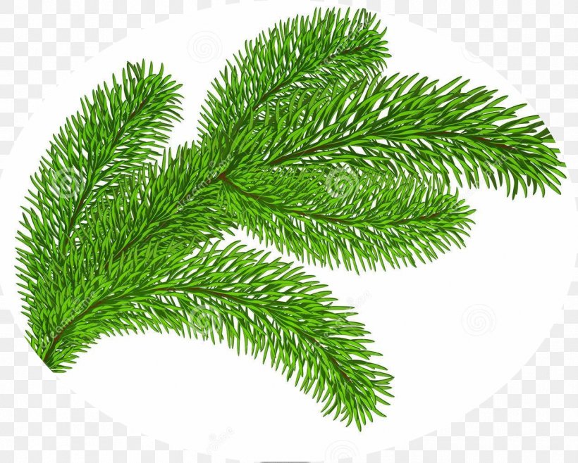 Evergreen Stock Photography Clip Art, PNG, 1266x1017px, Evergreen, Biome, Branch, Can Stock Photo, Conifer Download Free