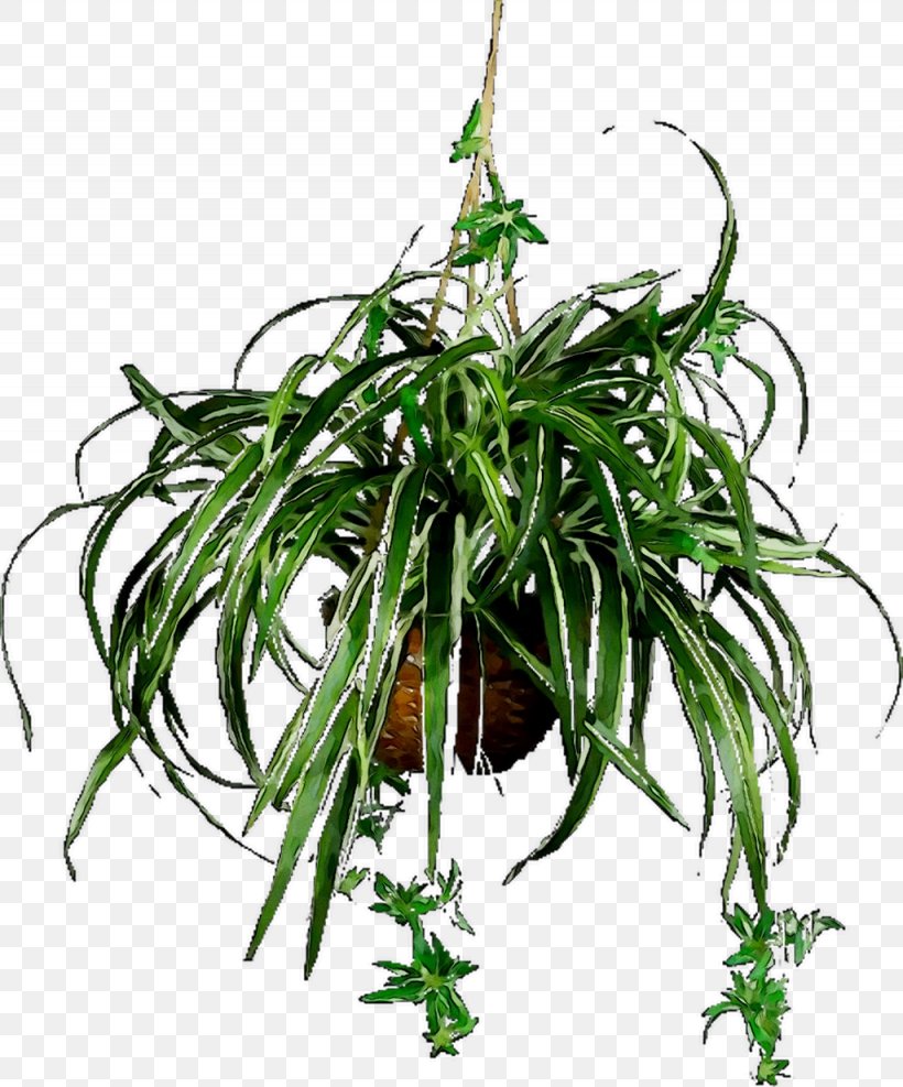 Nearly Natural Spider Plant Hanging Basket Chlorophytum Comosum Plants Nearly Natural, Inc., PNG, 1025x1234px, Hanging Basket, Basket, Chlorophytum Comosum, Flower, Flowering Plant Download Free