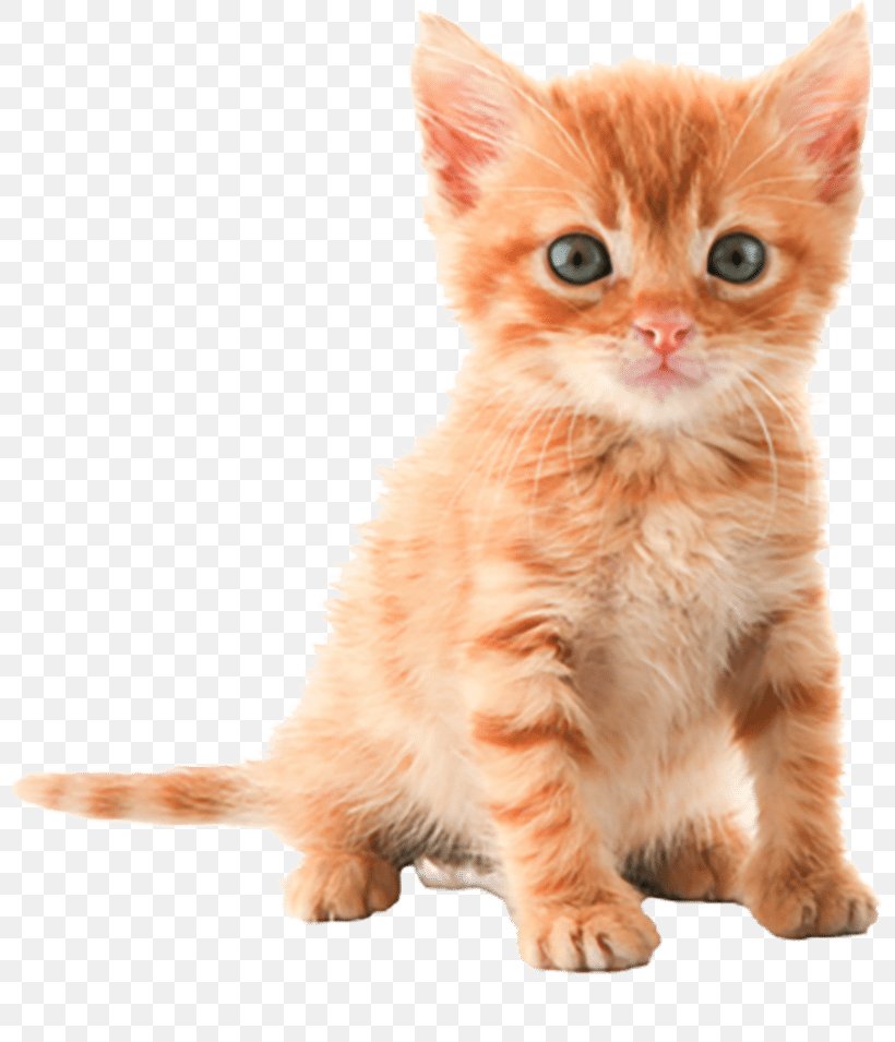 Kitten Cat Desktop Wallpaper, PNG, 800x955px, Kitten, Ad Blocking, American Shorthair, American Wirehair, Blog Download Free
