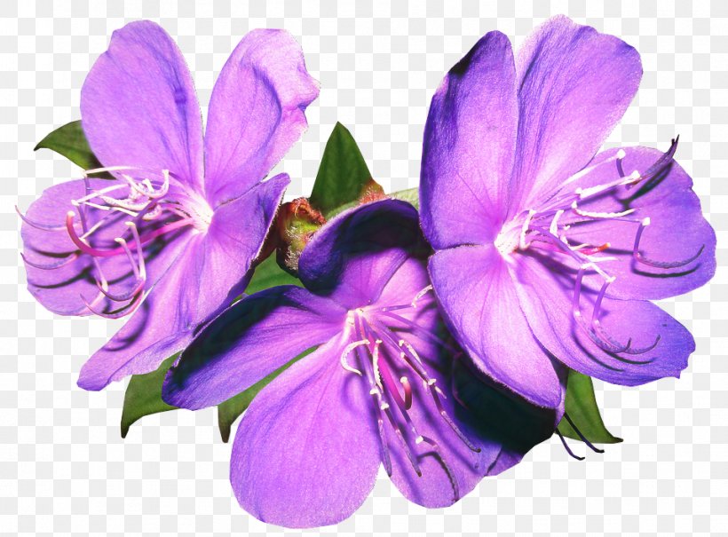 Pink Flower Cartoon, PNG, 958x707px, Flower, Blue, Cut Flowers, Lilac, Melastome Family Download Free