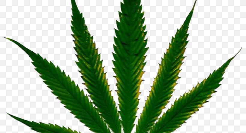 Cannabis Cultivation Hemp Nutrient Plant, PNG, 800x445px, Cannabis, Bud, Cannabis Cultivation, Drug, Food Download Free
