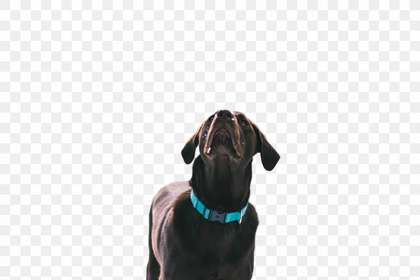 Dog Puppy Leash Snout Turquoise M, PNG, 1200x801px, Dog, Biology, Breed, Leash, Puppy Download Free
