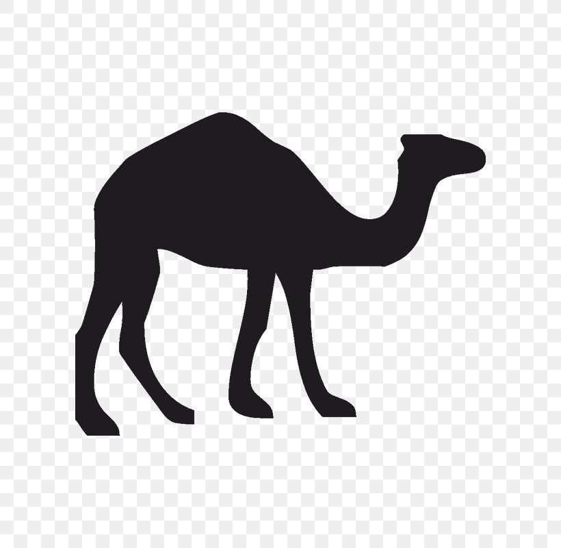 Dromedary Wildlife Canvas Print, PNG, 800x800px, Dromedary, Animal, Arabian Camel, Art, Black And White Download Free