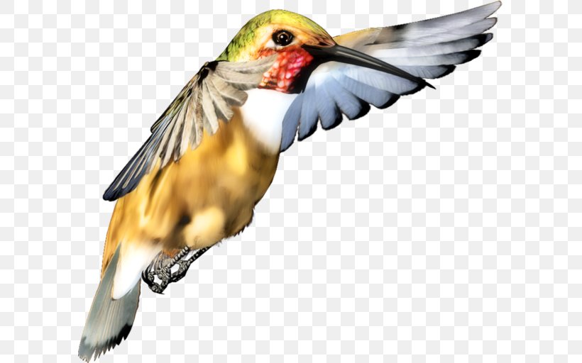 Hummingbird M Beak Finches, PNG, 600x512px, Hummingbird, Beak, Bird, Coraciiformes, Dwarf Download Free