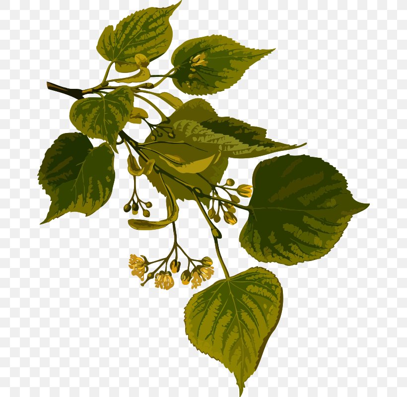 Tilia Cordata Köhler's Medicinal Plants Basswood Lime Clip Art, PNG, 670x800px, Tilia Cordata, Basswood, Branch, Embryophyta, Fruit Tree Download Free