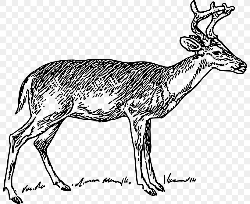 White-tailed Deer Clip Art, PNG, 800x670px, Deer, Antelope, Antler, Black And White, Drawing Download Free