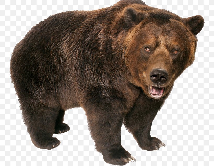 Brown Bear Grizzly Bear Polar Bear, PNG, 750x639px, American Black Bear, Bear, Bears, Brown Bear, Carnivoran Download Free
