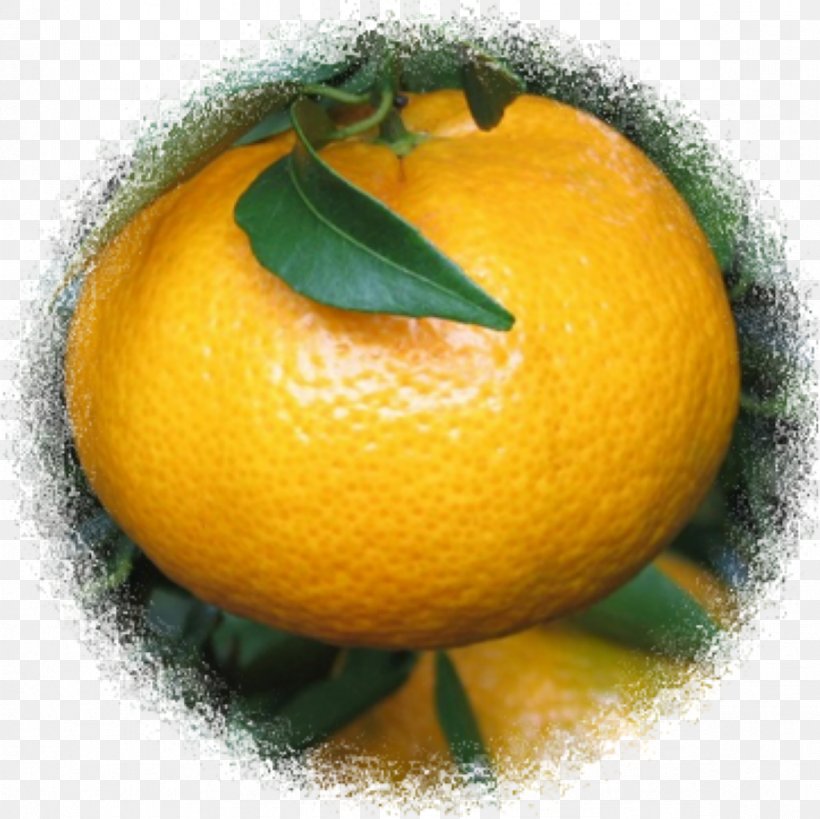 Clementine Lemon Bitter Orange Tangerine Mandarin Orange, PNG, 1181x1181px, Clementine, Aromatherapy, Bergamot Orange, Bitter Orange, Chenpi Download Free