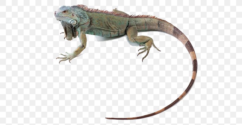 Green Iguana Lizard Reptile Chameleons Common Iguanas, PNG, 600x425px, Green Iguana, Agama, Agamidae, Central Bearded Dragon, Chameleons Download Free