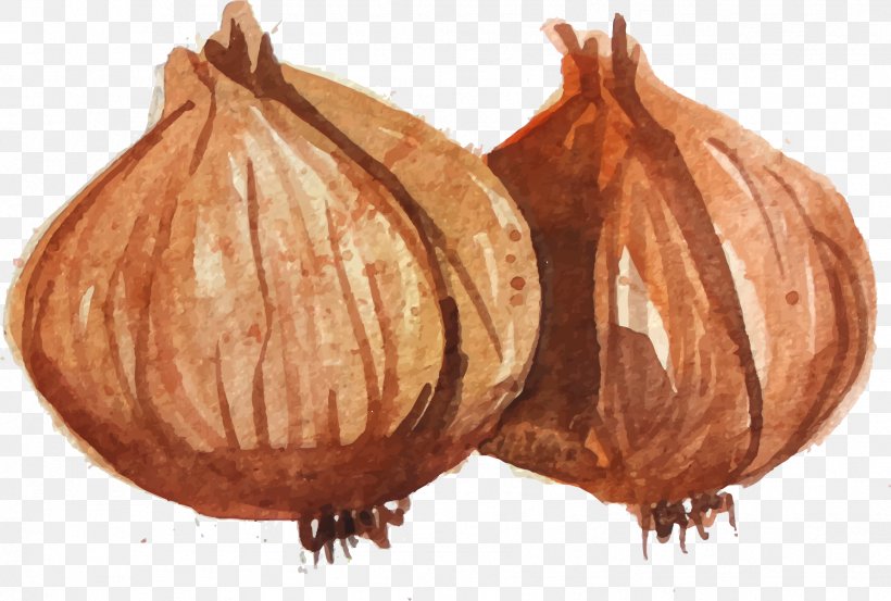 Onion Food, PNG, 1784x1205px, Onion, Commodity, Drawing, Food, Garlic Download Free