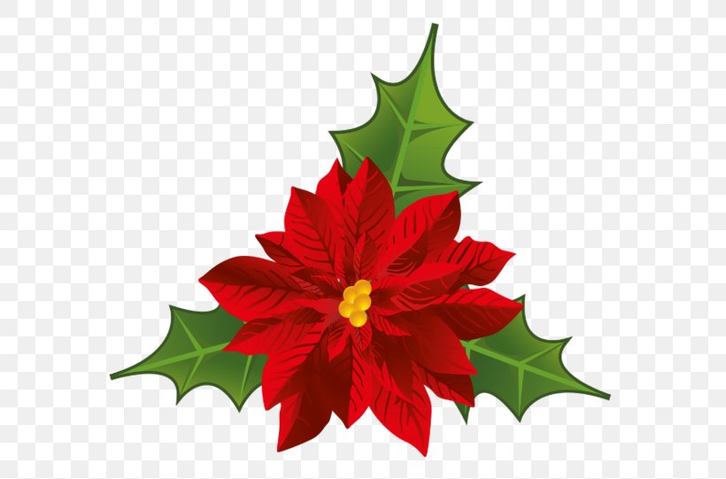 Poinsettia Flower Christmas Clip Art, PNG, 600x541px, Poinsettia, Aquifoliaceae, Christmas, Christmas Card, Christmas Ornament Download Free