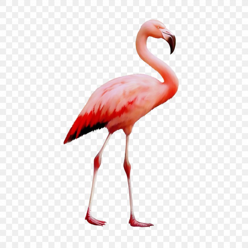 Secretarybird Flamingo Parrot Vector Graphics, PNG, 3000x3000px, Bird, Animal, Beak, Bird Flight, Cranelike Bird Download Free
