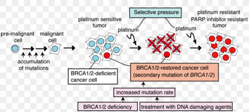 BRCA1 Cancer Cisplatin BRCA Mutation Therapy, PNG, 1038x469px, Cancer, Area, Brca Mutation, Breast Cancer, Cancer Cell Download Free