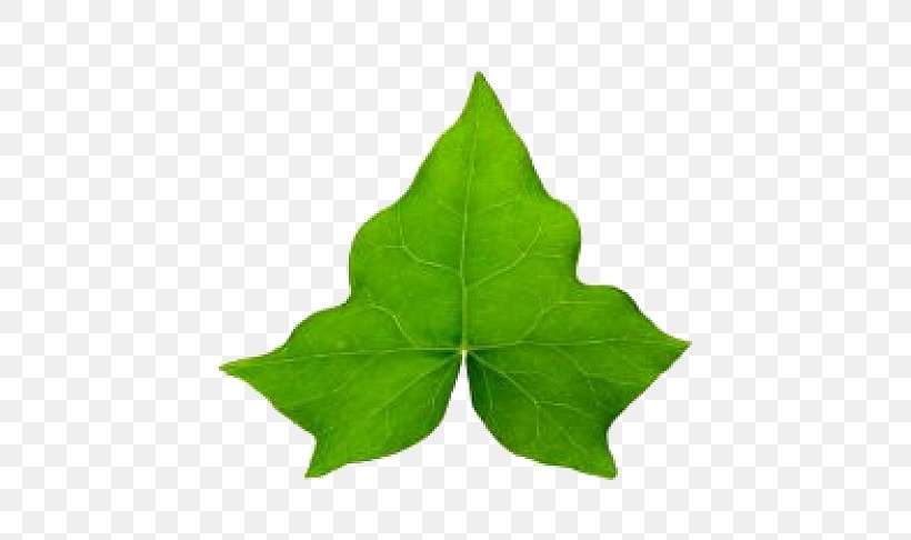 Common Ivy Hedera Hibernica Leaf Vine Clip Art, PNG, 626x486px, Common Ivy, Autumn Leaf Color, Drawing, Green, Hedera Hibernica Download Free