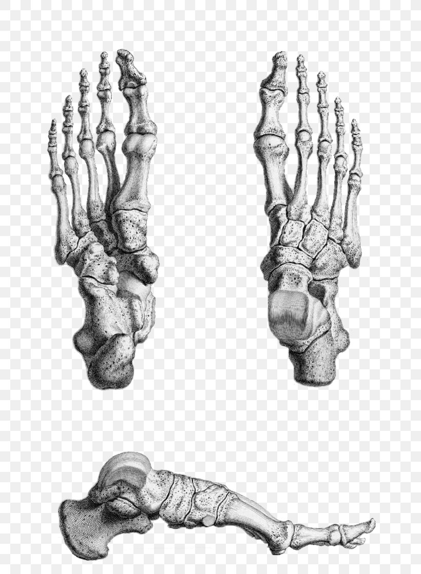 Gray's Anatomy Foot Bone Human Skeleton, PNG, 714x1119px, Watercolor, Cartoon, Flower, Frame, Heart Download Free