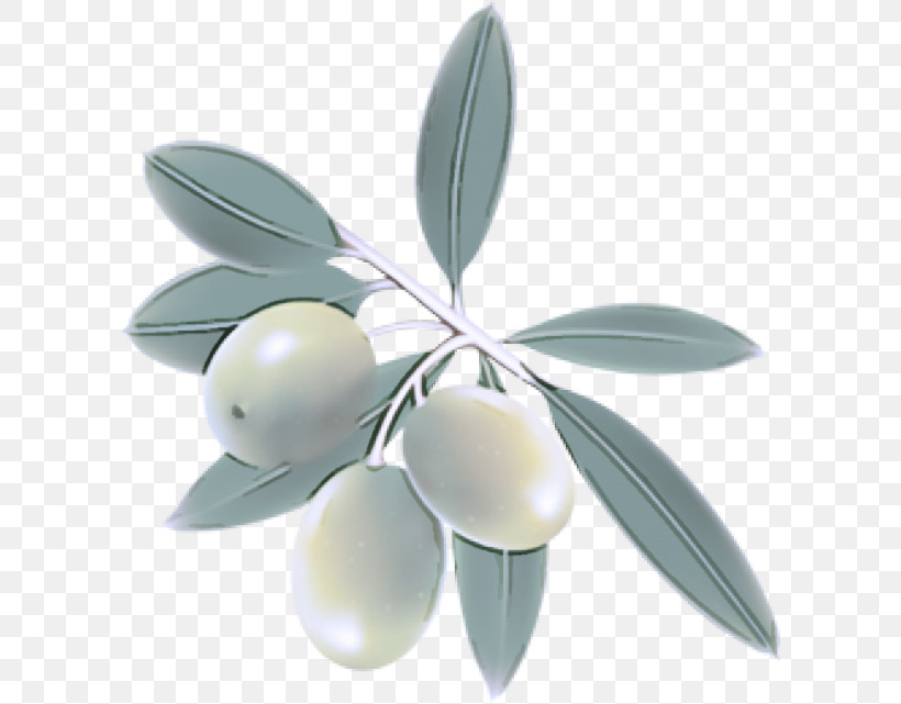 Olive Leaf Plant Tree Fruit, PNG, 600x641px, Olive, Flower, Fruit, Leaf, Metal Download Free