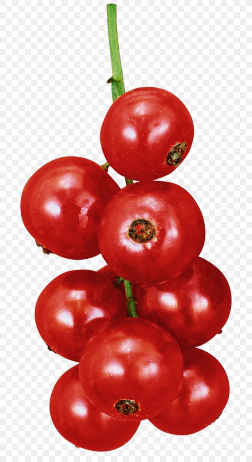 Расскажите детям о садовых ягодах Plum Tomato Currant Bush Tomato Berry, PNG, 793x1500px, Plum Tomato, Accessory Fruit, Acerola, Acerola Family, Berry Download Free