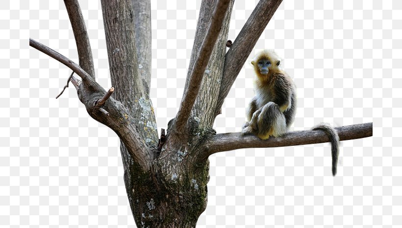 Snub-nosed Monkey Golden Monkey, PNG, 700x466px, Monkey, Animal, Animal Sauvage, Beak, Branch Download Free