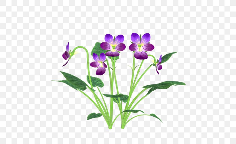 The Nutcracker, Op. 71: No.13: Waltz Of The Flowers Pansy Violet, PNG, 500x500px, Flower, Cut Flowers, Flora, Floriculture, Flowering Plant Download Free