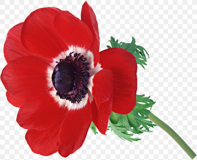 0 Advertising Flower May, PNG, 978x792px, 30 May, 2017, Advertising, Anemone, Annual Plant Download Free