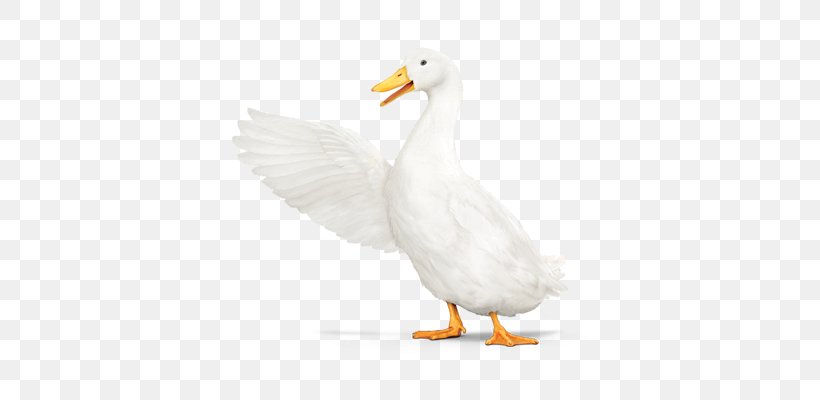 Duck Goose Fauna Feather Beak, PNG, 760x400px, Duck, Art, Beak, Bird, Ducks Geese And Swans Download Free