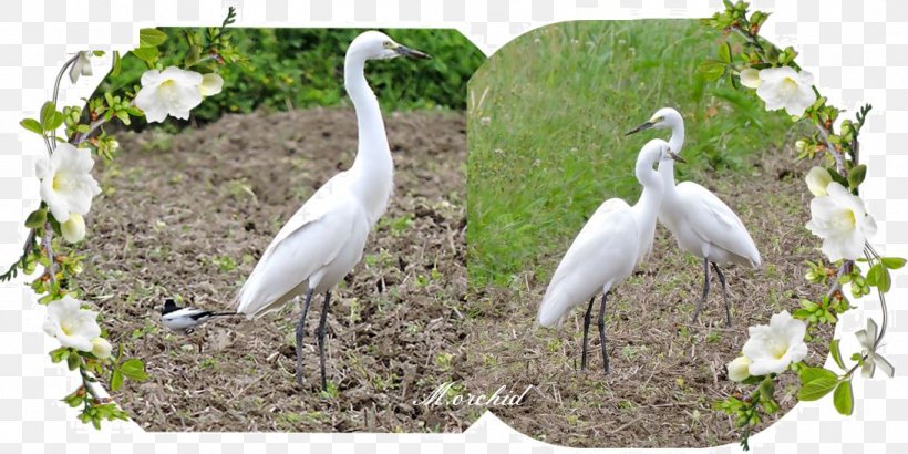 Egret Ibis Stork Fauna Beak, PNG, 1093x547px, Egret, Beak, Bird, Ciconiiformes, Crane Download Free