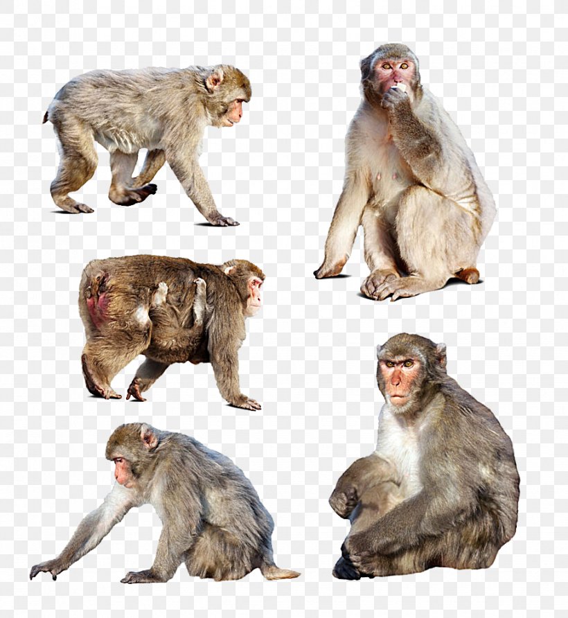 Japanese Macaque Monkey Stock Photography, PNG, 919x1000px, Japanese Macaque, Color, Drawing, Fauna, Fur Download Free