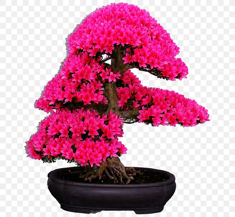 Japanese Maple Cherry Blossom Bonsai Seed, PNG, 670x757px, Japanese Maple, Azalea, Blossom, Bonsai, Cherry Download Free
