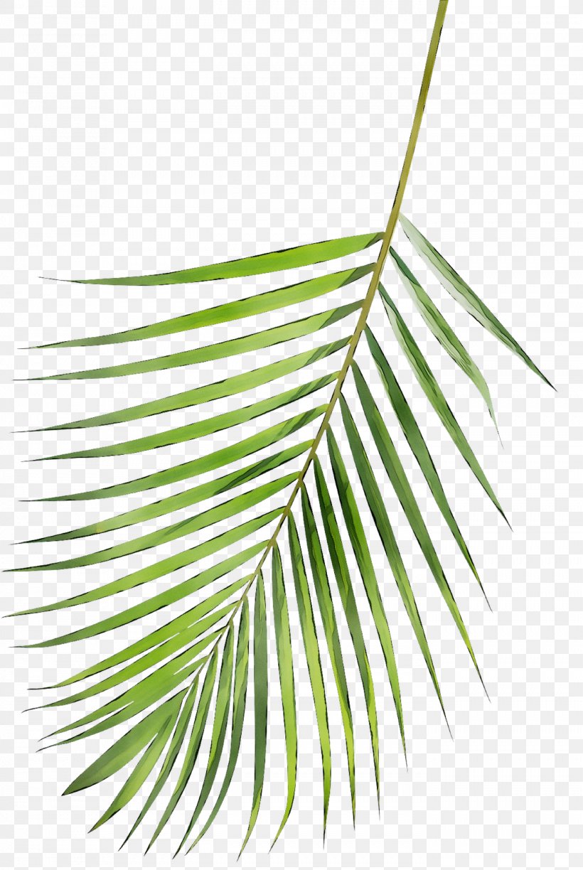 Leaf Line Angle Plant Stem Product Design, PNG, 1394x2081px, Leaf, Arecales, Botany, Branch, Flower Download Free