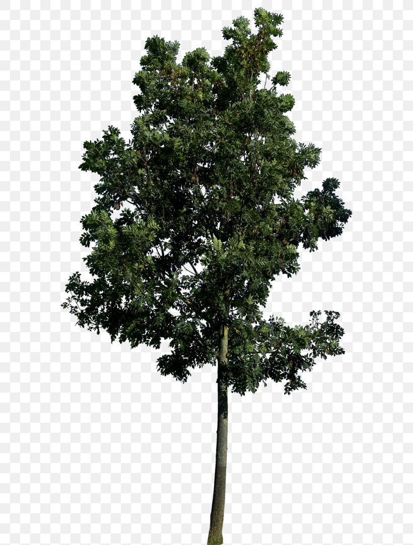 Populus Nigra Tree Landscape Architecture Landscaping, PNG, 600x1083px, Populus Nigra, Architecture, Branch, Conifer, Cottonwood Download Free