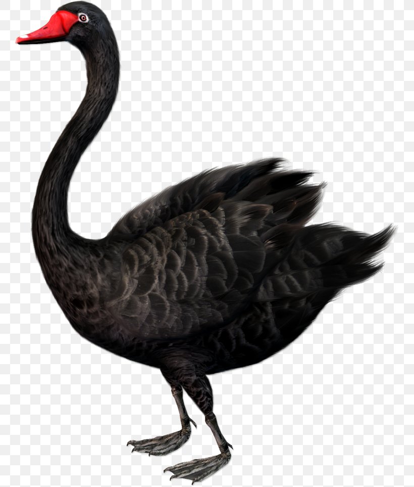 The Black Swan: The Impact Of The Highly Improbable Cygnini Black Swan Theory Clip Art, PNG, 760x963px, Cygnini, Beak, Bird, Black Swan, Black Swan Theory Download Free
