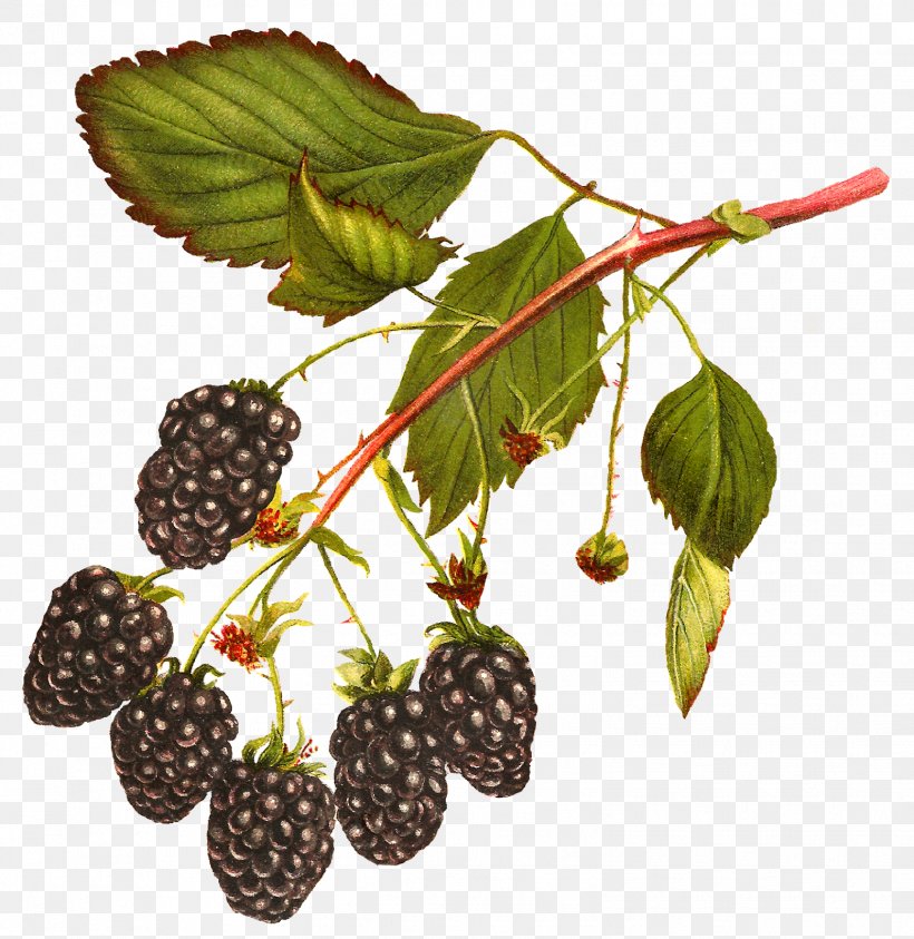 White Blackberry Fruit Clip Art, PNG, 1556x1600px, Blackberry, Auglis, Berry, Botanical Illustration, Boysenberry Download Free