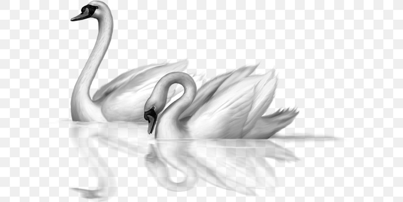 Black Swan Bird Drawing Clip Art, PNG, 650x411px, Black Swan, Animal, Artwork, Beak, Bird Download Free