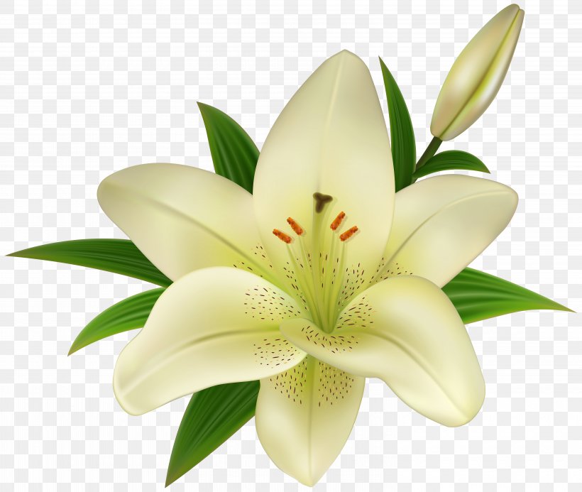 Clip Art Image GIF Madonna Lily, PNG, 6000x5078px, Madonna Lily, Amaryllis, Arumlily, Cut Flowers, Easter Lily Download Free