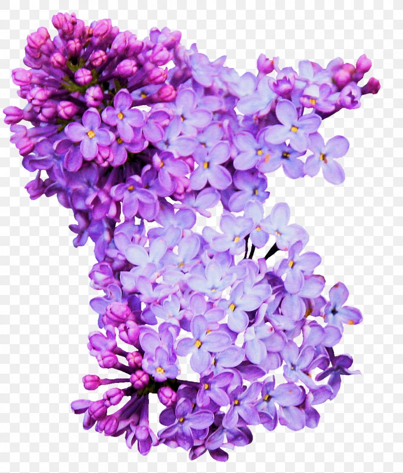 Download Lilac, PNG, 993x1166px, Lilac, Computer Network, Cut Flowers, English Lavender, Floral Design Download Free
