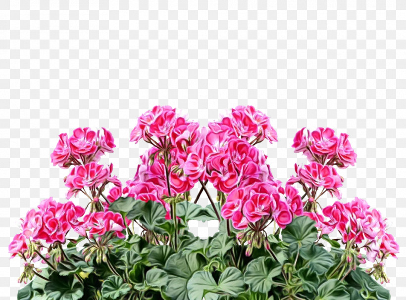 Flower Plant Pink Petal Magenta, PNG, 960x711px, Watercolor, Annual Plant, Dianthus, Flower, Garden Phlox Download Free