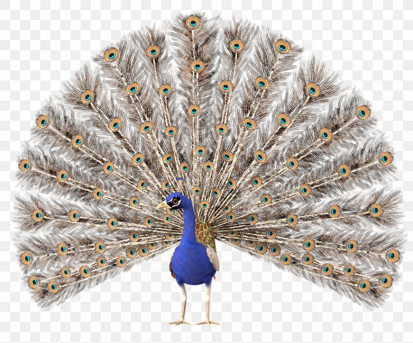 Stock.xchng Clip Art Peafowl Image, PNG, 865x720px, Peafowl, Beak, Decorative Fan, Feather, Galliformes Download Free