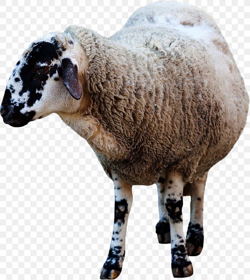 Sheep Domestic Animal Clip Art, PNG, 1069x1199px, Sheep, Animal, Cow Goat Family, Domestic Animal, Farm Download Free