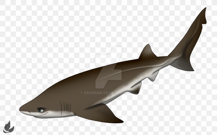 Squaliform Sharks Requiem Sharks Bluntnose Sixgill Shark Cartilaginous Fishes Bigeyed Sixgill Shark, PNG, 1280x802px, Squaliform Sharks, Animal, Bigeyed Sixgill Shark, Bluntnose Sixgill Shark, Cartilaginous Fish Download Free