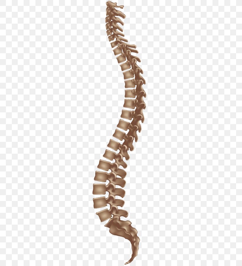 Vertebral Column Bandscheibenvorfall Herpetic Whitlow Back Pain, PNG, 500x900px, Vertebral Column, Animal Figure, Back Pain, Bone, Brown Download Free