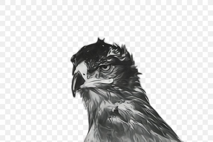 Bird Beak Bird Of Prey Eagle Drawing, PNG, 2000x1332px, Watercolor, Beak, Bird, Bird Of Prey, Drawing Download Free