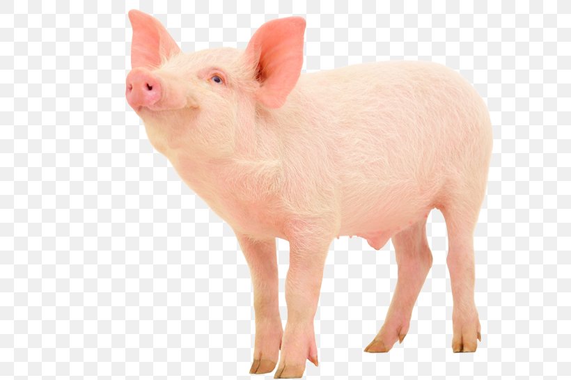 Domestic Pig Pork Tapeworm Bacon Pig Farming, PNG, 600x546px, Pig, Agriculture, Bacon, Domestic Pig, Hoof Download Free