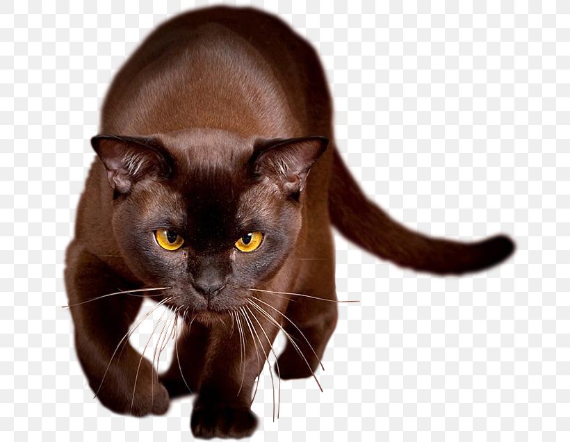 Halloween Brown Cat, PNG, 679x636px, Havana Brown, Amber, Asian, Black Cat, Blue Download Free