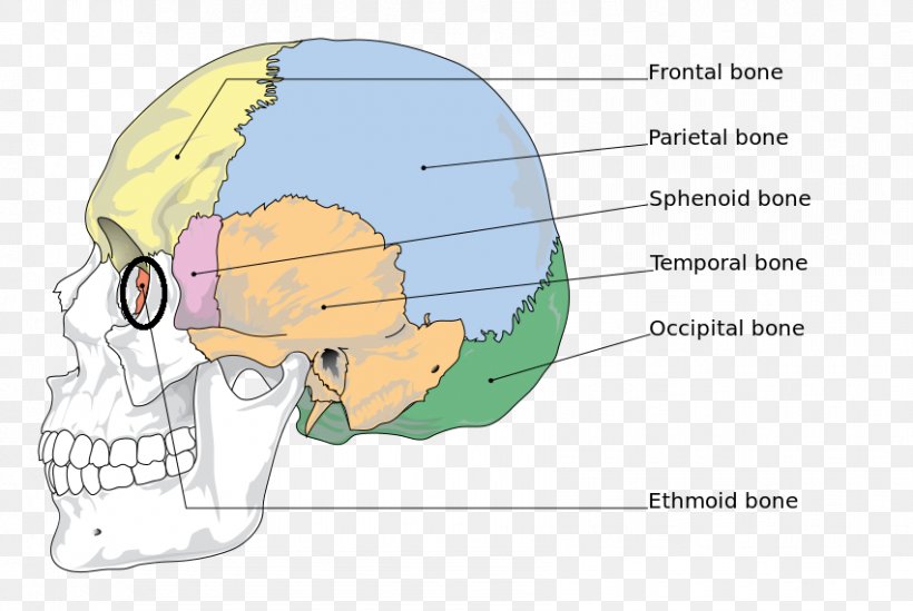 Human Skeleton Anatomy The Skeletal System Bone Skull, PNG, 851x570px, Watercolor, Cartoon, Flower, Frame, Heart Download Free