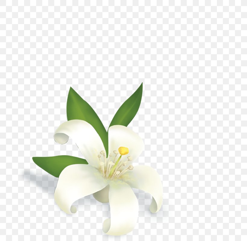 Essentialys Mc Guinness Management & Services Jasmine Flower Tea Perfume, PNG, 800x800px, Jasmine, Chicory, Cosmetics, Cut Flowers, Fines Herbes Download Free