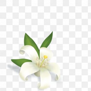 Jasmine Tea - Essentialys Mc Guinness Management & Services Jasmine Flower Tea Perfume PNG
