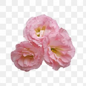 Pink Flower - Flower Clip Art PNG